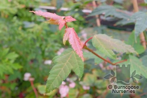 ACER pectinatum var. forrestii 