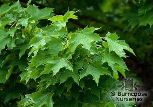 ACER platanoides  