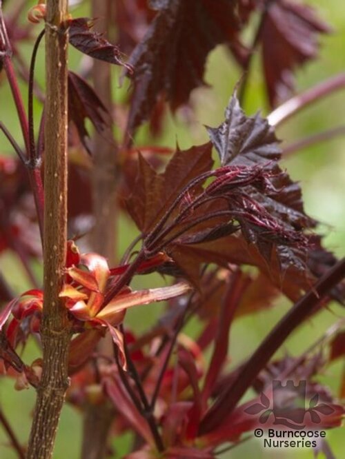 ACER platanoides 'Crimson King' 