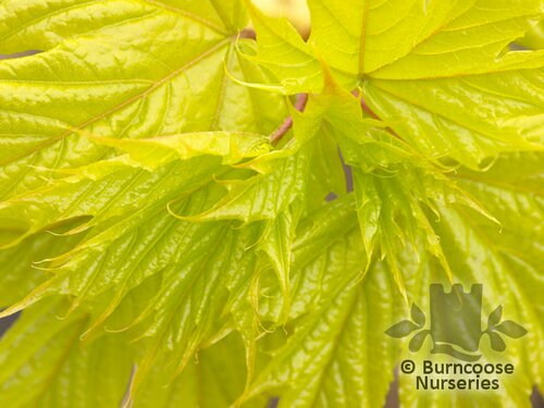 ACER platanoides 'Princeton Gold' 