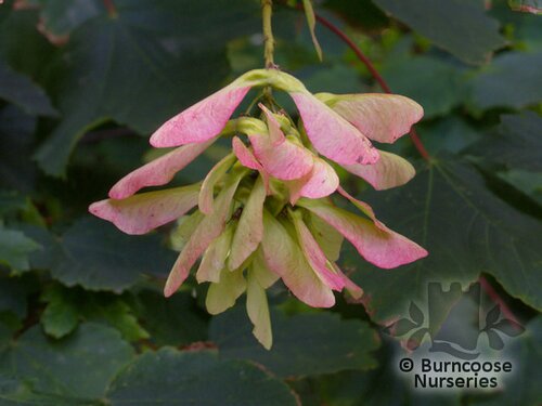 ACER pseudoplatanus  