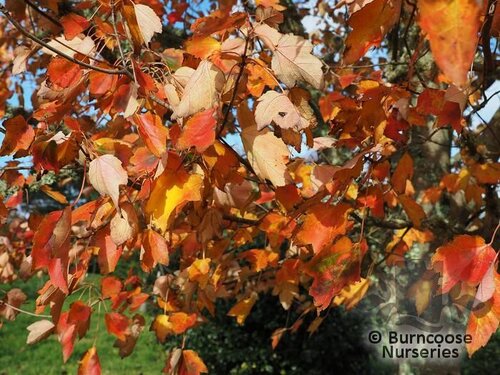 ACER rubrum 'Red Sunset' 