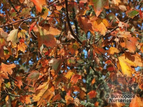 ACER rubrum 'Brandywine' 