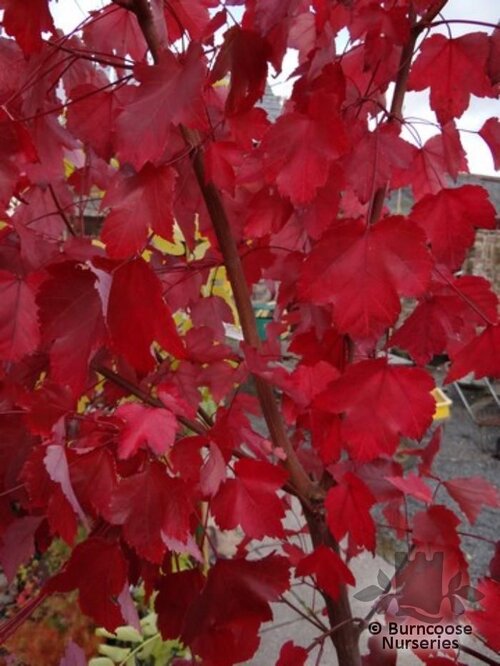 ACER rubrum 'October Glory' 