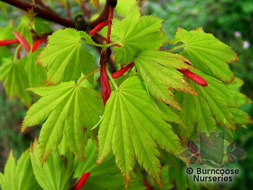 ACER shirasawanum 'Aureum' 