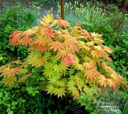 ACER shirasawanum 'Autumn Moon' 