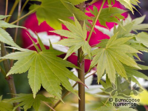 ACER shirasawanum 'Jordan' 