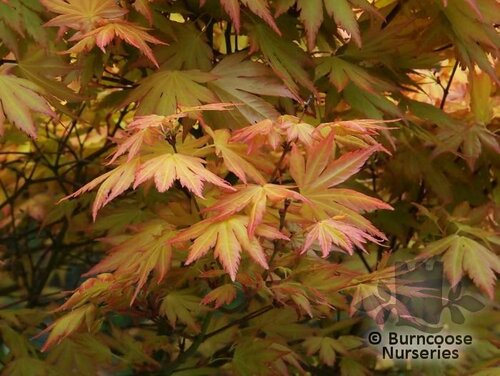 ACER palmatum 'Summer Gold' 