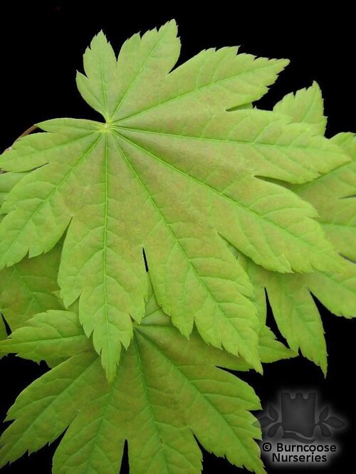 ACER japonicum 'Vitifolium' 