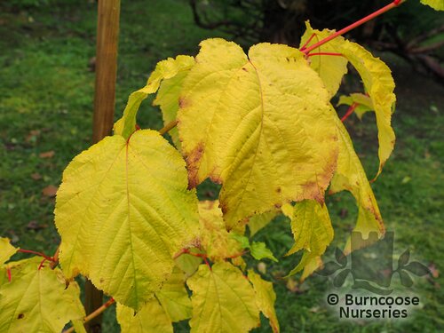 ACER x conspicuum 'Phoenix' 