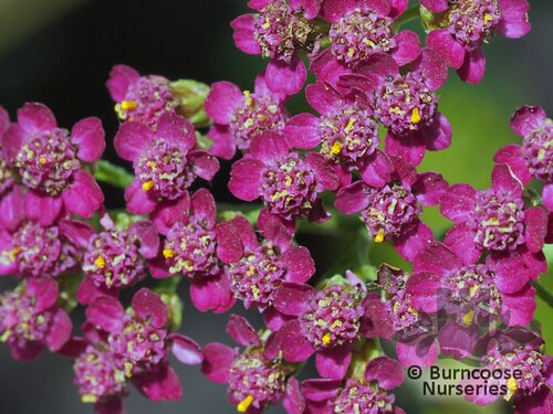 ACHILLEA 'Cerise Queen'  