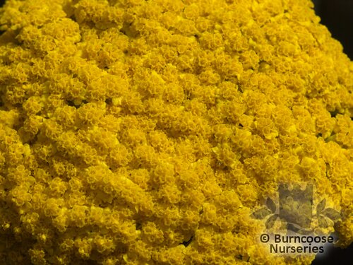 ACHILLEA 'Cloth of Gold'  