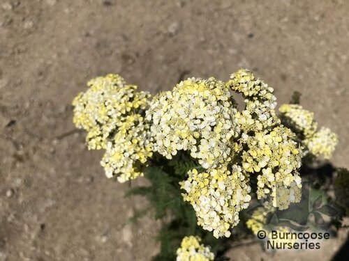 ACHILLEA 'Credo'  