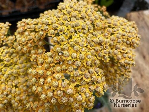 ACHILLEA 'Inca Gold'  