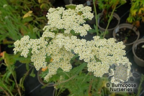 ACHILLEA 'Alabaster'  