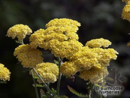 ACHILLEA 'Moonshine'  