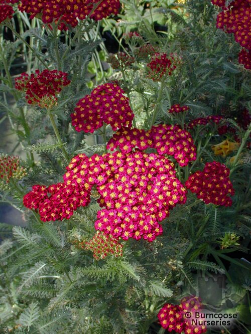 ACHILLEA 'Red Velvet'  