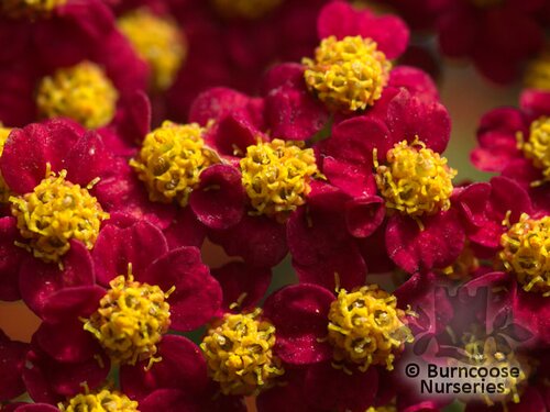 ACHILLEA 'Walther Funcke'  