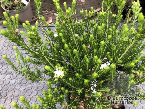ACMADENIA   