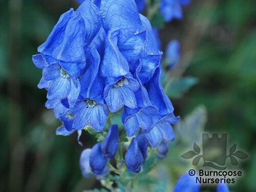 ACONITUM carmichaelii 'Arendsii' 