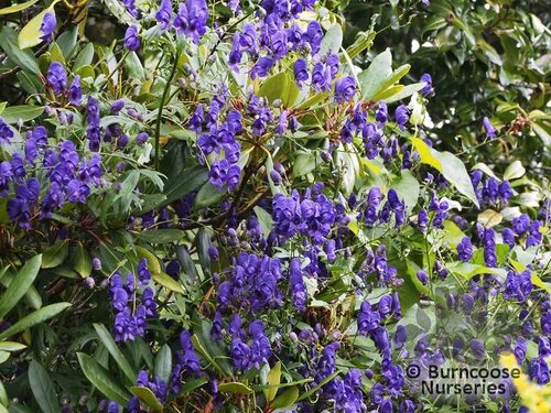 ACONITUM 'Spark's Variety'  