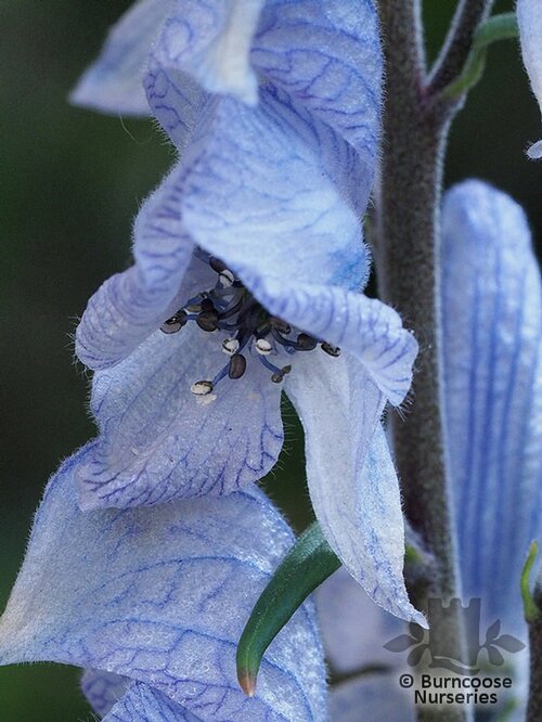 ACONITUM 'Stainless Steel'  