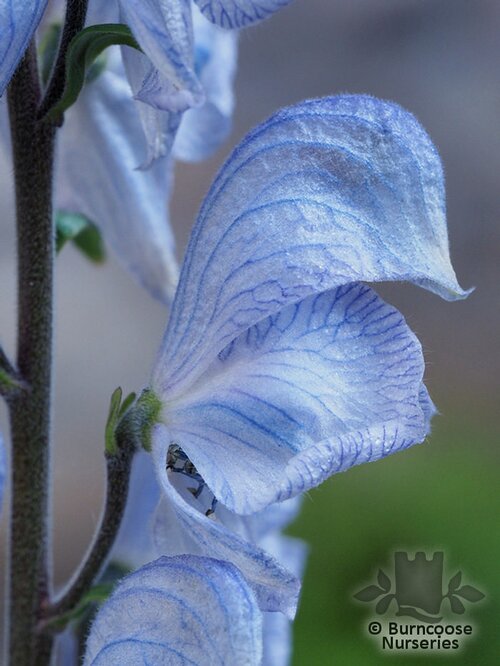 ACONITUM   
