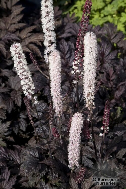 ACTAEA 'Chocoholic'  