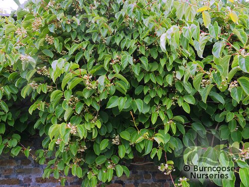 ACTINIDIA arguta 'Issai' 