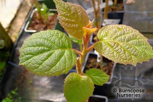 ACTINIDIA deliciosa 'Atlas' 