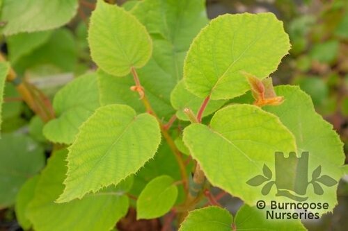 ACTINIDIA deliciosa 'Jenny' 