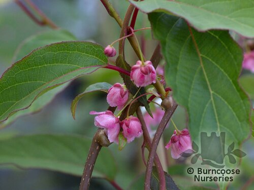 ACTINIDIA pilosula  