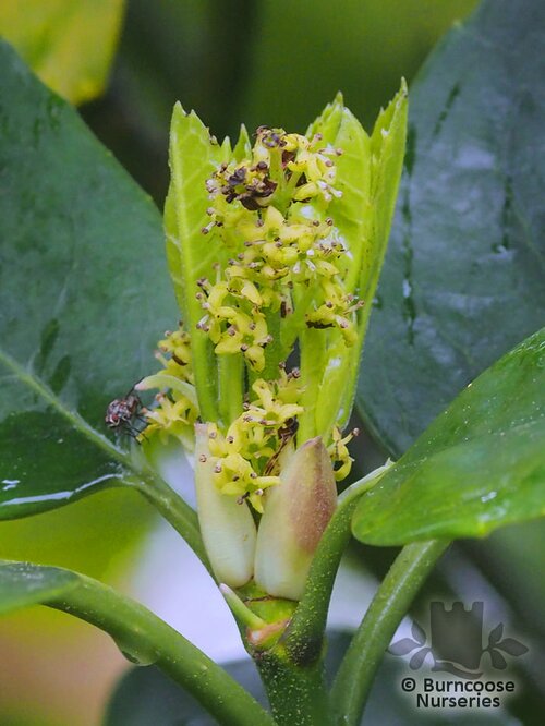 AUCUBA omeiensis  