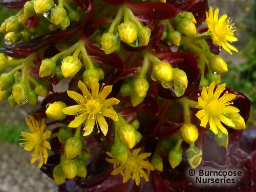 AEONIUM   