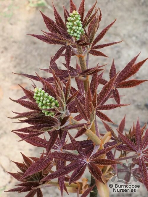 AESCULUS glabra 'April Wine' 