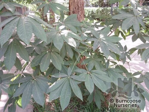 AESCULUS chinensis  