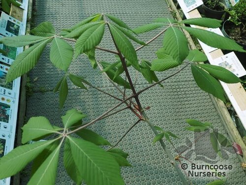 AESCULUS 'Chocolate Autumn'  