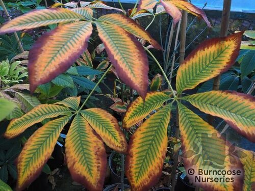 AESCULUS flava  