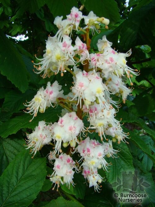 AESCULUS hippocastanum  