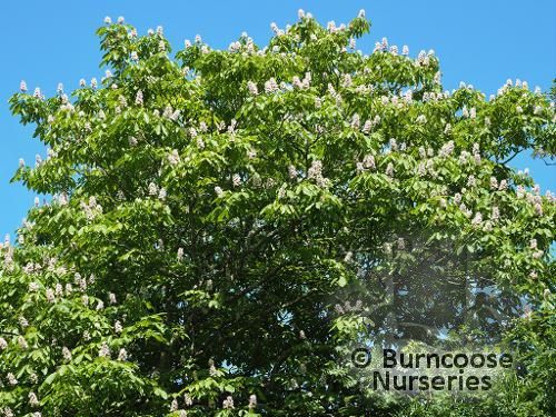 AESCULUS wilsonii  