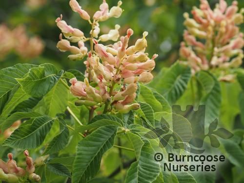 AESCULUS x carnea 'Briotii'  