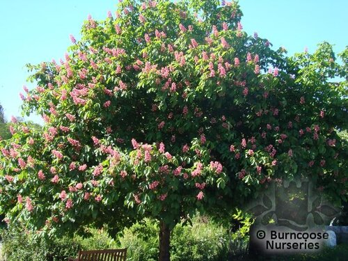 AESCULUS   