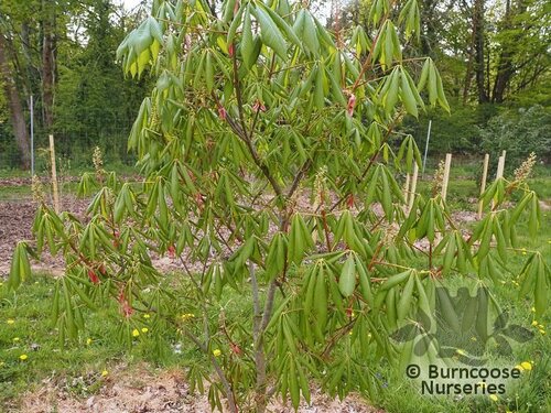 AESCULUS x neglecta 'Autumn Fire' 