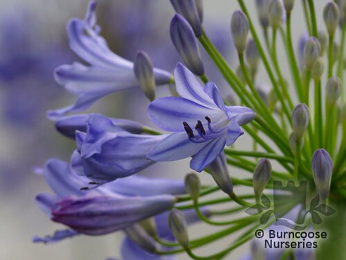 AGAPANTHUS africanus 'Headbourne hybrids' 