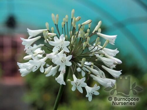 AGAPANTHUS africanus 'Albus' 