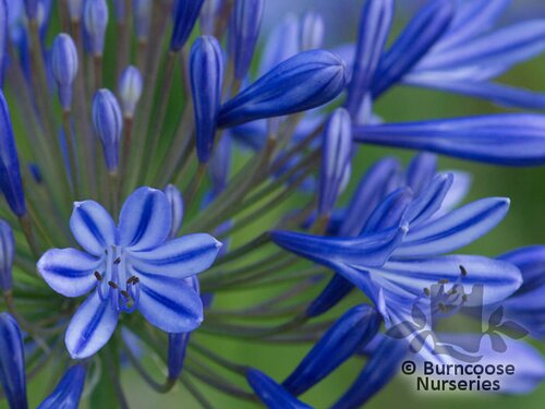 AGAPANTHUS africanus blue 