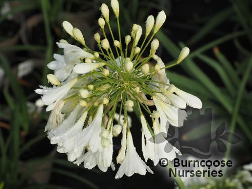 AGAPANTHUS 'Arctic Star'  