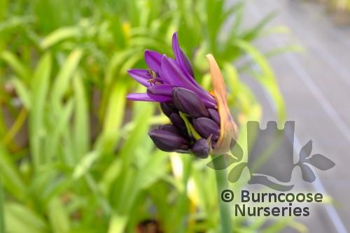 AGAPANTHUS 'Black Jack'  