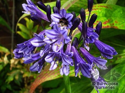 AGAPANTHUS 'Black Pantha'  