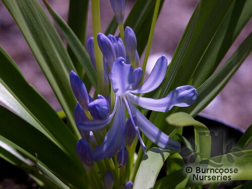 AGAPANTHUS 'Gayle's Lilac'  